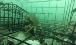 抓螃蟹的视频,海洋捕捞的精彩瞬间